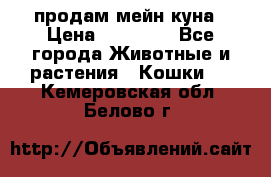 продам мейн куна › Цена ­ 15 000 - Все города Животные и растения » Кошки   . Кемеровская обл.,Белово г.